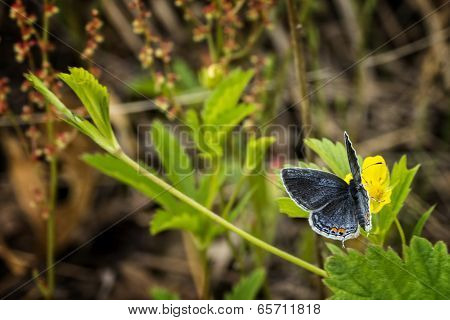 Eastern Tailed Blue Butterfly