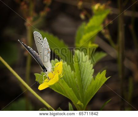 Eastern Tailed Blue Butterfly