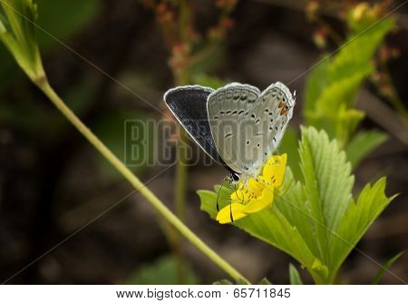 Eastern Tailed Blue Butterfly