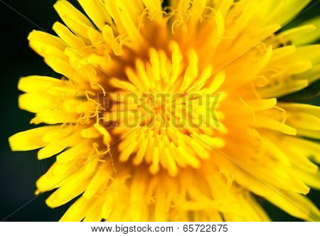 Closeup Of The Blooming Yellow Dandelion Flower