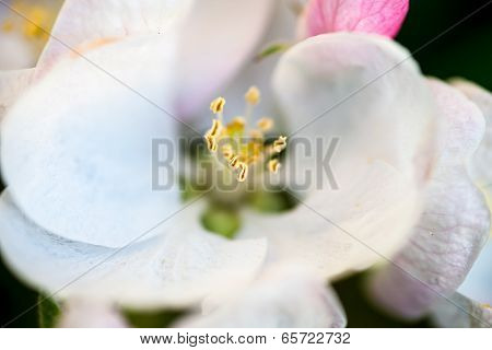 Close Up Of The Pear Tree Flowers