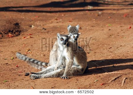 แหวน Lemurs หาง