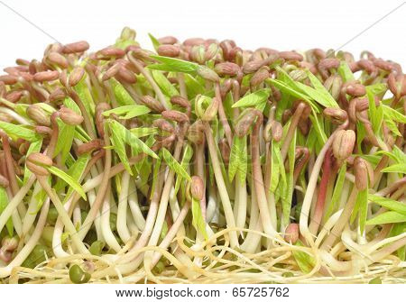 Healthy mung bean sprouts, a common food ingredient of Asian dishes