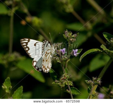 Alcaparras borboleta branca