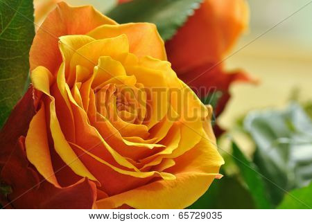 Beautiful orange rose flower close up