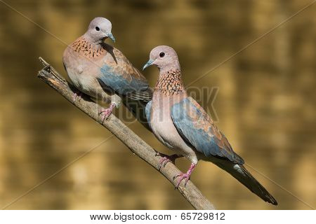 A Pair Of Laughing Doves (stretopelia Senegalensis) Perched On A Branch