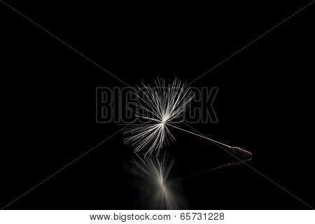 Dandelion Seed On Black Background