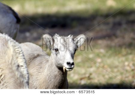 Fiatal Big Horn juh