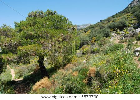 Pinetree