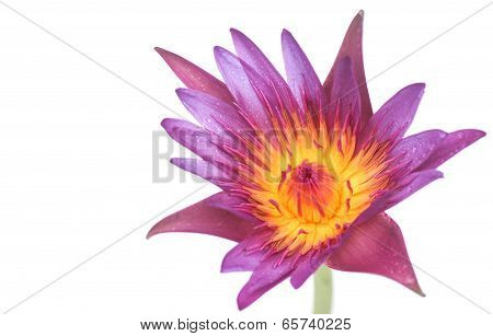 Lotus