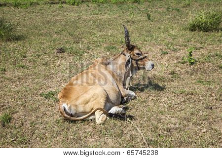 Indian Ox Grazes At The Meadow