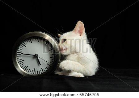White Young Baby Cat