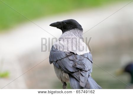 Hooded Crow In The Park