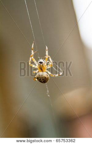 Macro Of A Spider Doing A Spiderweb