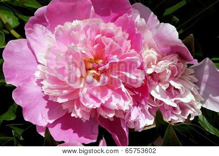 peonia pink flower