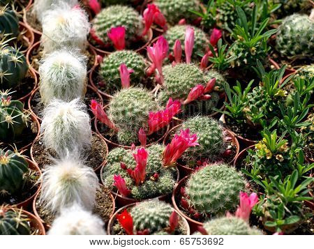 cacti