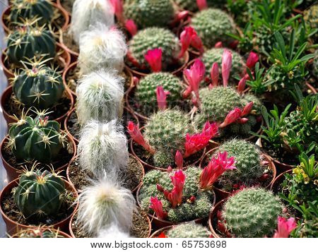 cacti
