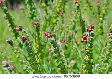 Medicinal Herb Hound's-tongue