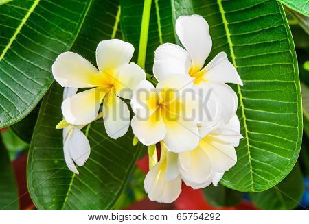 Flower Of Templetree