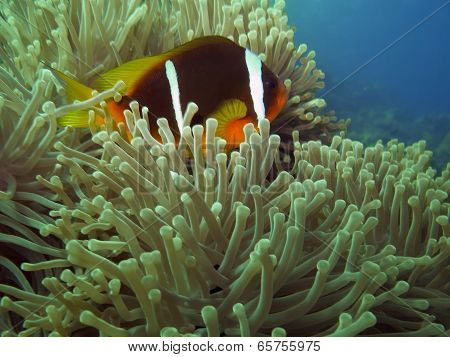 Anemonefish