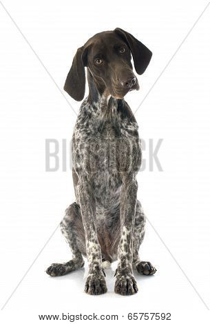 German Shorthaired Pointer