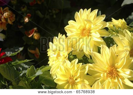 Yellow Dahlia Flower