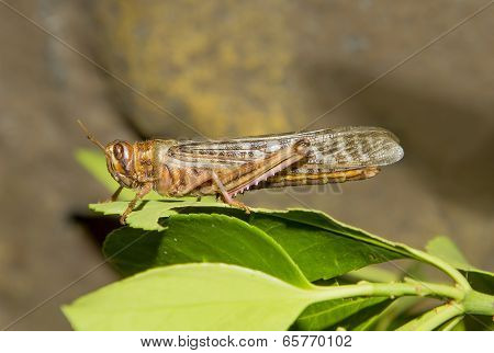 Desert Locust (Schistocerca gregaria)