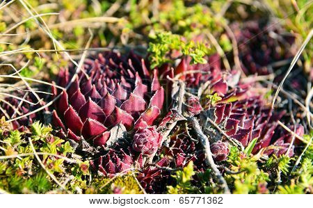 Sempervivum