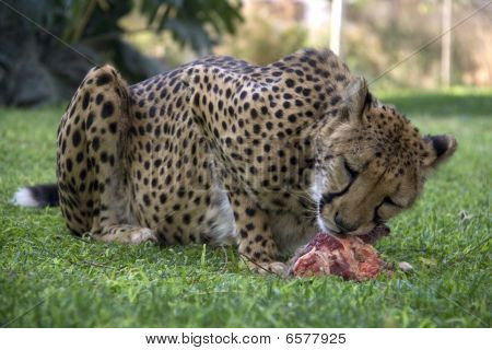 Otjitotongwe, Cheetah Lodge