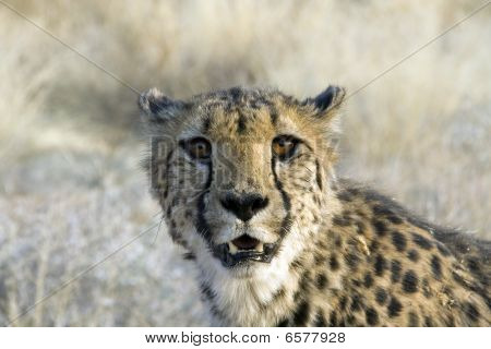 Otjitotongwe, Cheetah Lodge