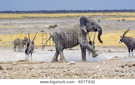 Nebrownii Waterhole