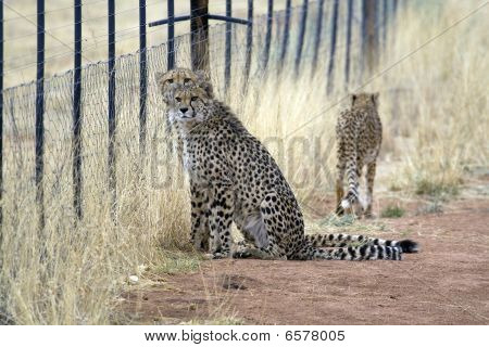 Cheetah