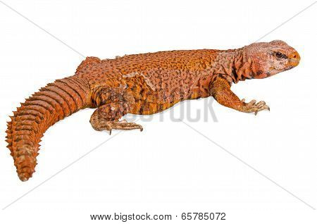 lizard (uromastyx)