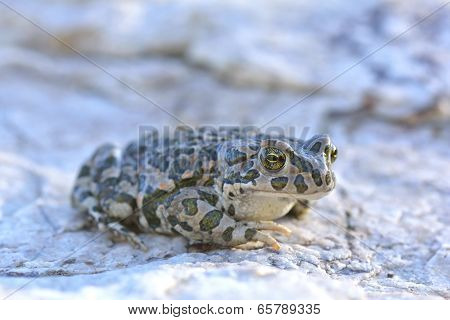 European Green Toad (Bufo viridis)