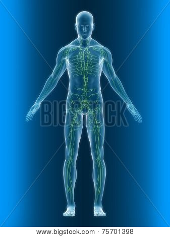 lymphatic system