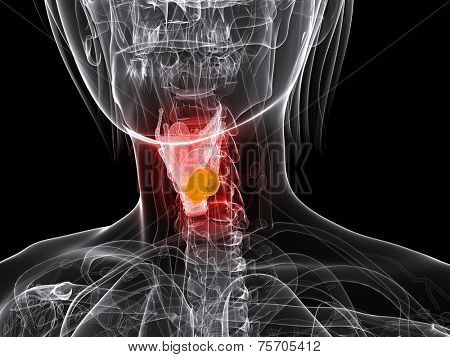 highlighted larynx