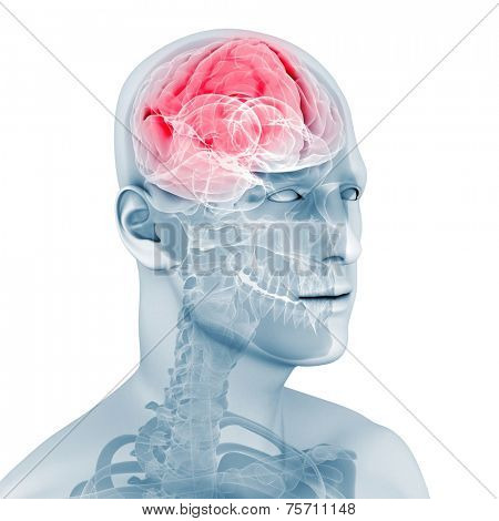 male brain