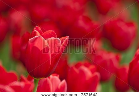 Tulipanes