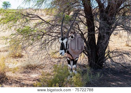 Gemsbok, Oryx Gazella On Sand Dune