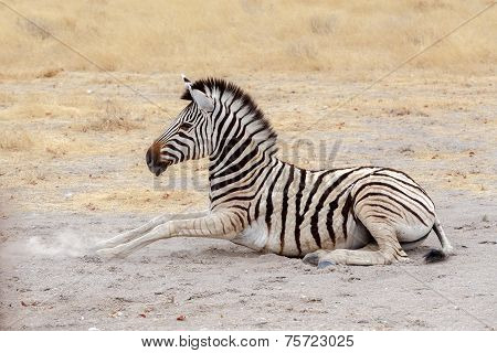 Lying Small Zebra In African Bush