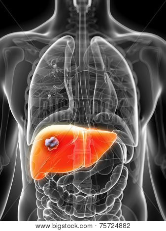 3d rendered illustration of the male liver