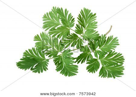 Egern majs Dicentra Canadensis blad