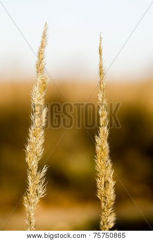 Two plants