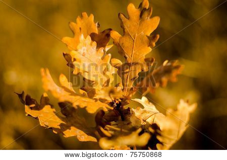 Morning autumn day