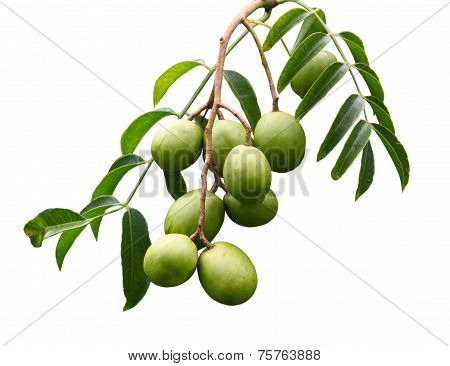 Spondias Dulcis Fruit