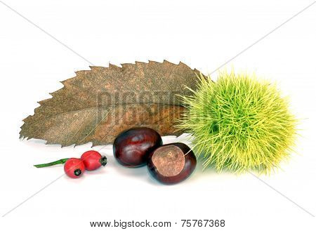 Autumnal Composition B