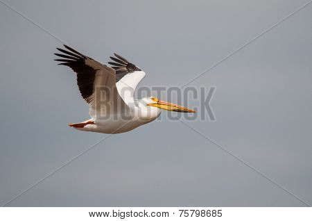 American White Pelican