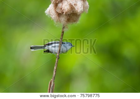 Blue-gray Gnatcatcher