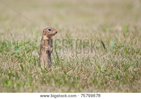 Thirteen-lined Ground Squirrel