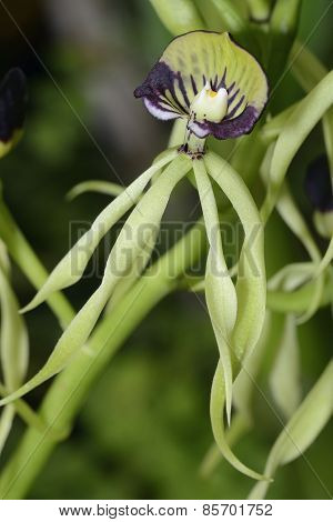 Cockleshell Orchid